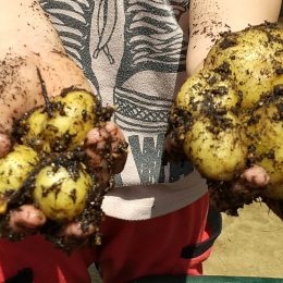 つむぎふじみ野「早くも収穫!」