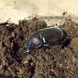 つむぎ吉祥寺「カブトムシ日記vol.2」