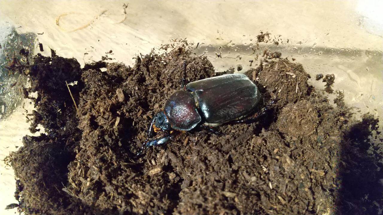 羽化したカブトムシ