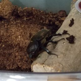 つむぎ荻窪ルーム「新しい生き物が増えたよ」