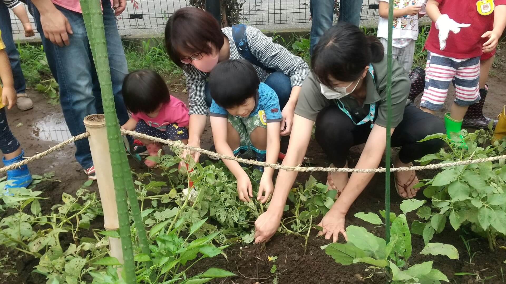 じゃがいもを掘る子どもたち