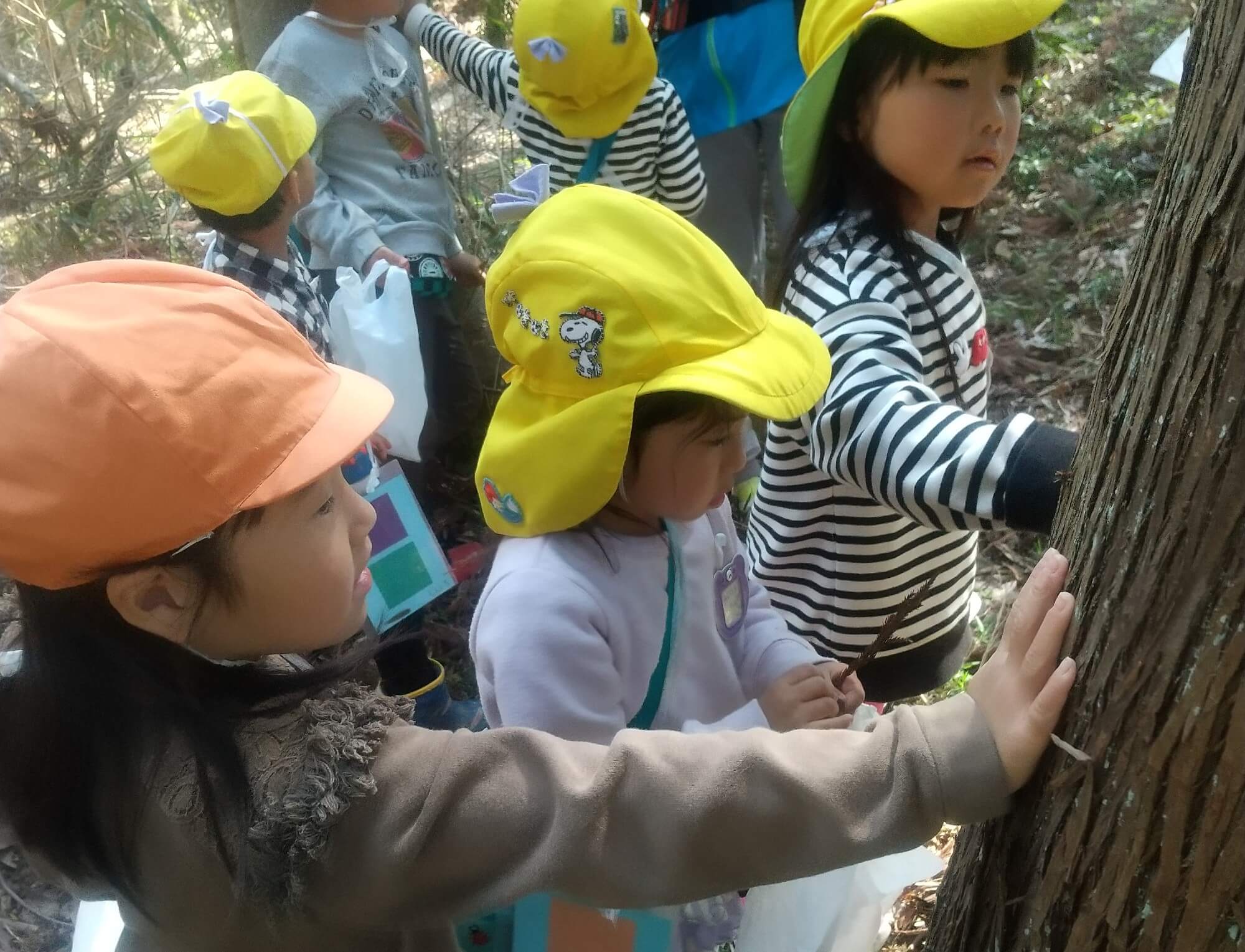 木の温度を調べる