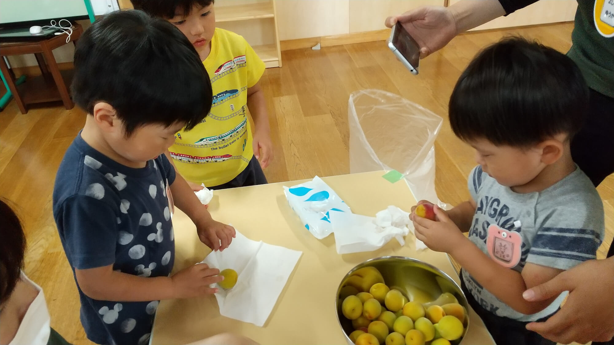 梅の実を丁寧に拭く子どもたち