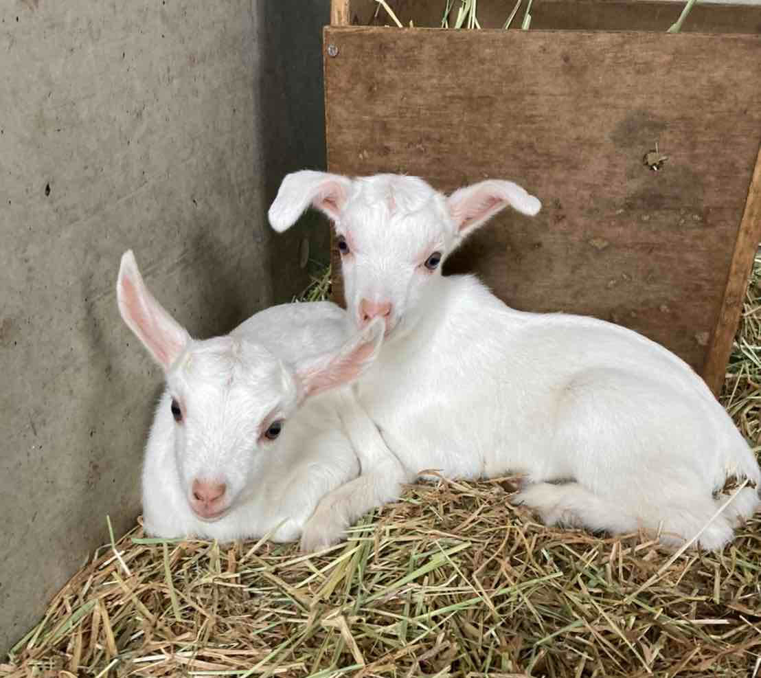 goat twins 二匹の山羊さん-