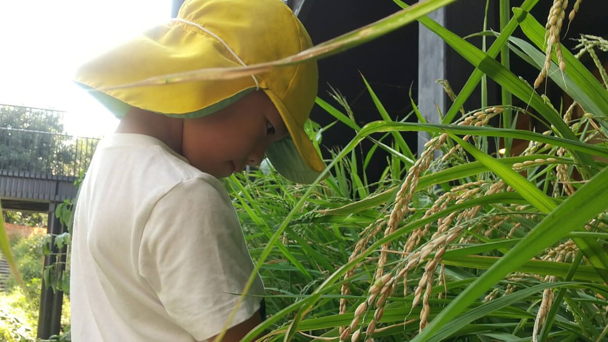 お米を収穫する子ども