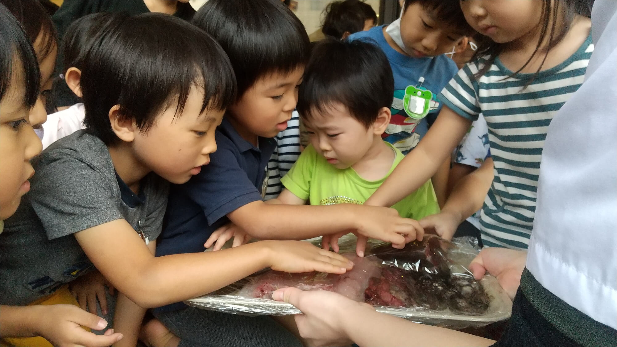 解体した魚に触れる子どもたち