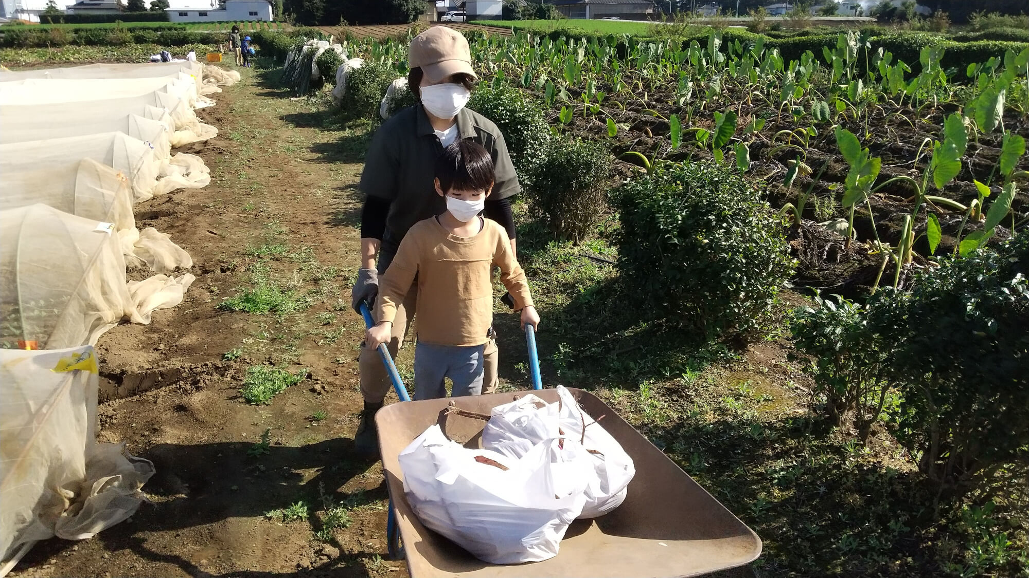 一輪車で掘った芋を運ぶ子どもと職員