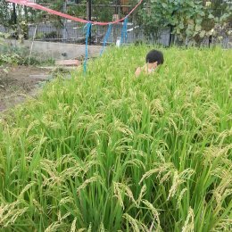子ども発達支援センターつむぎ 浦和美園「お米、収穫の秋」