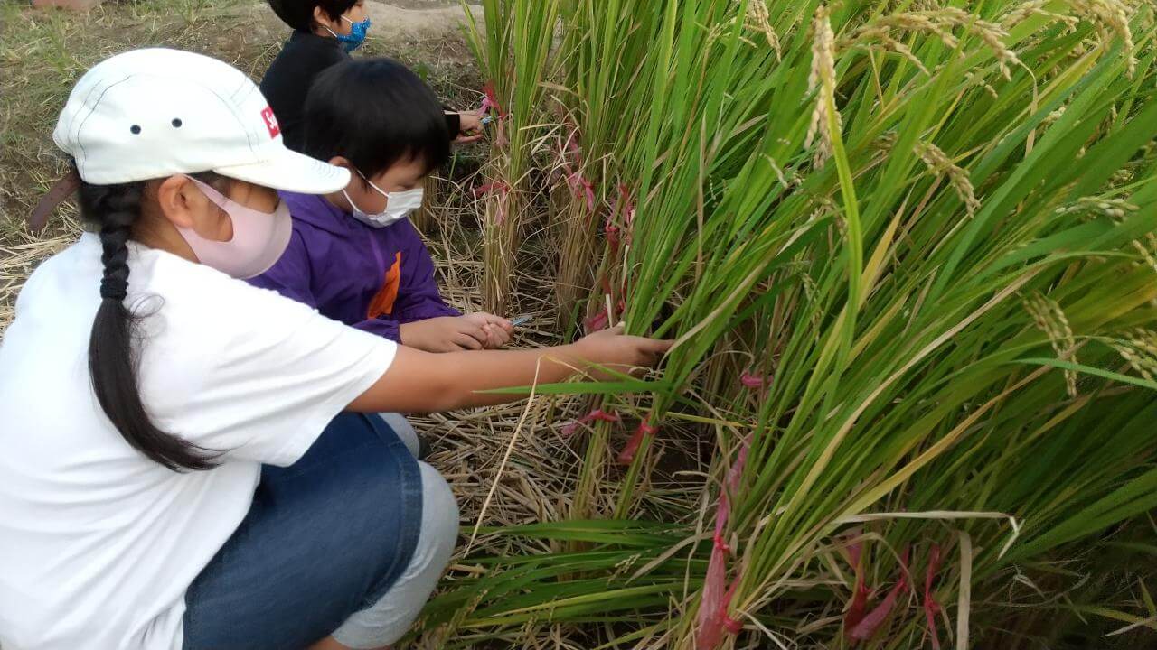 お米の収穫をする子どもたち