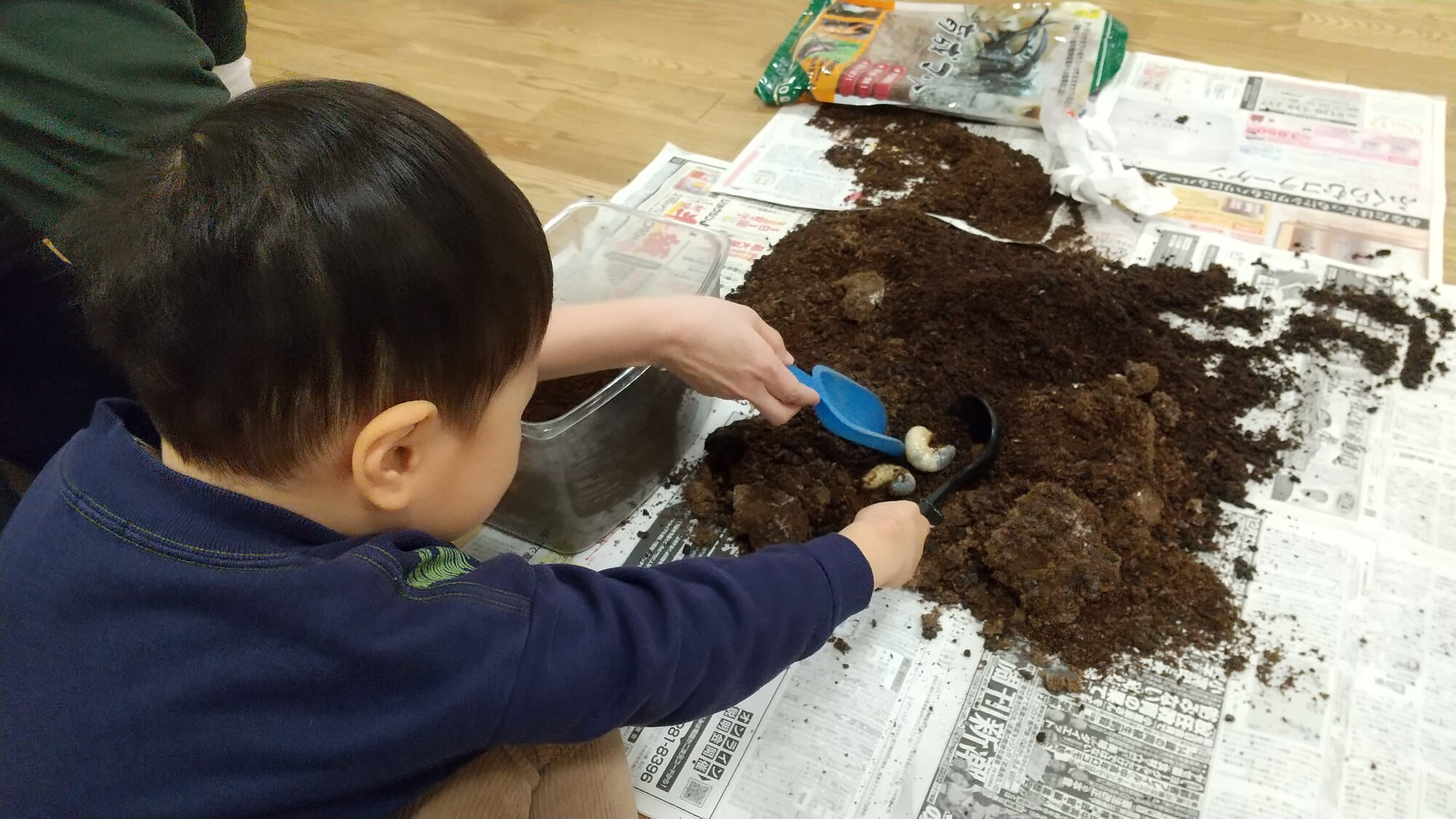 カブトムシの土を入れ替える子ども