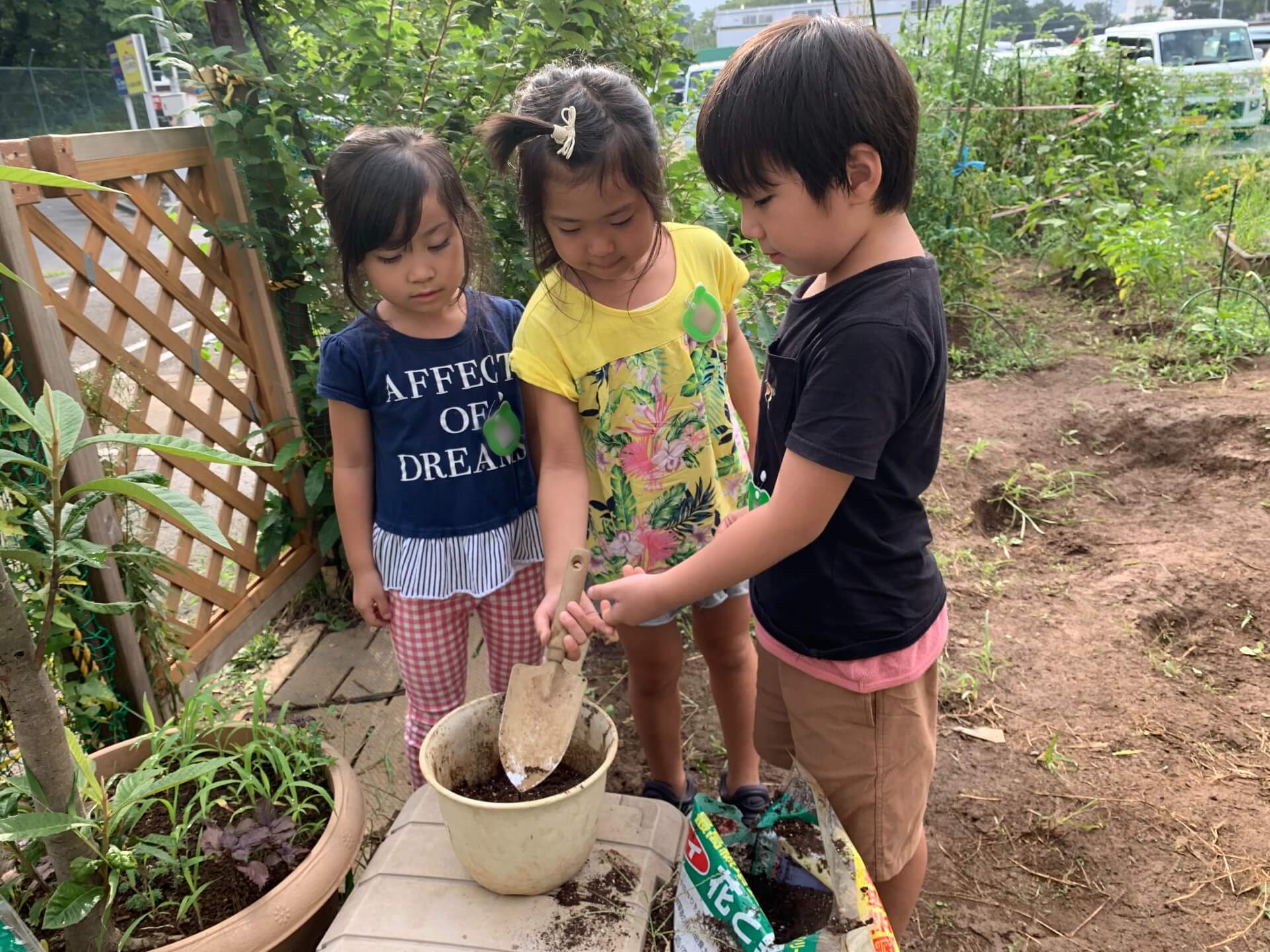 植え替えをして育てる