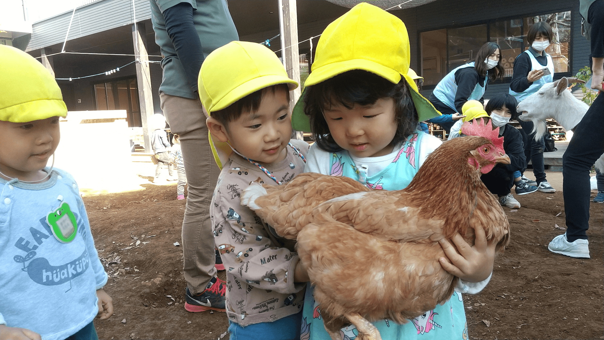 鶏を抱っこする子どもたち