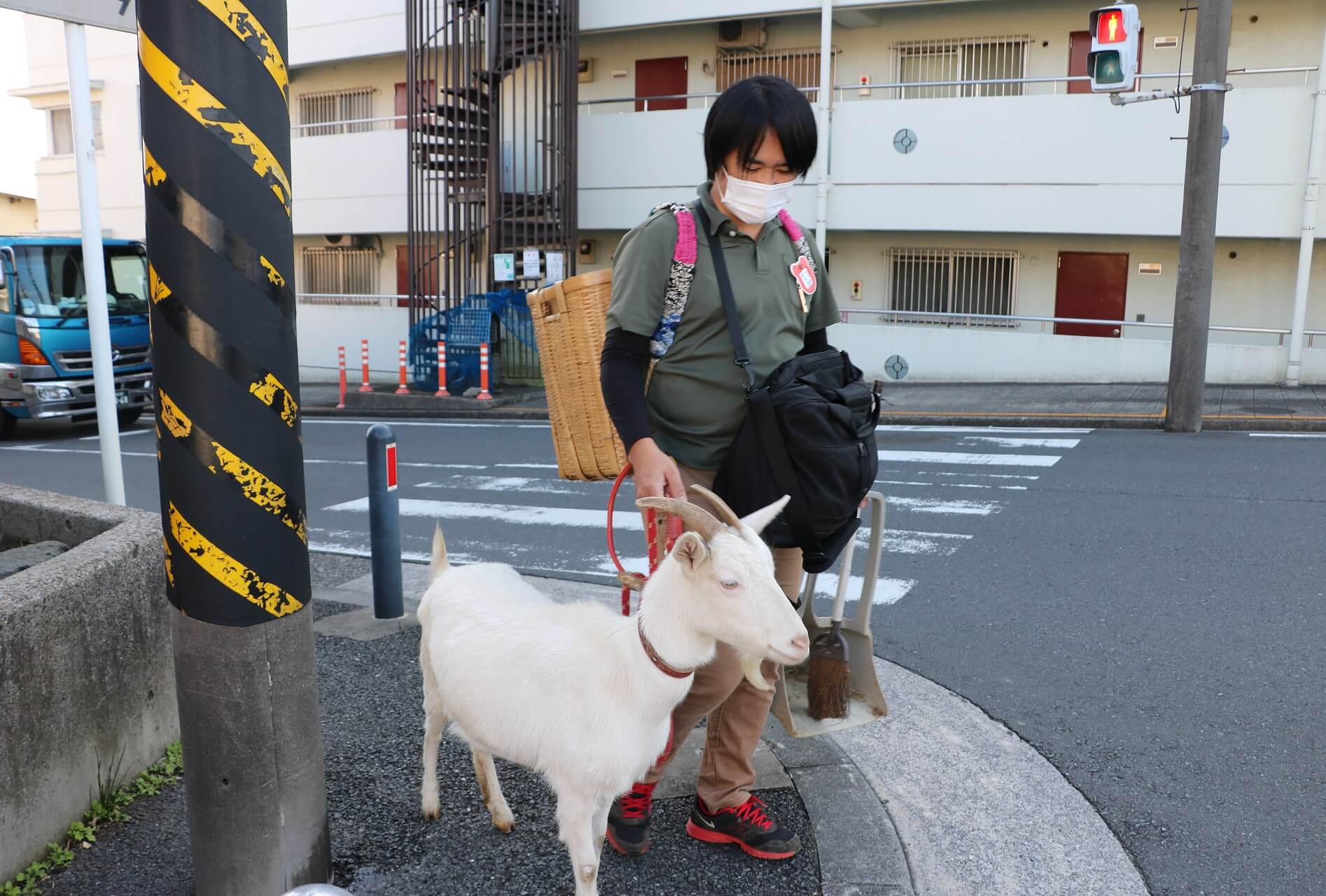 思わず二度見するヤギ