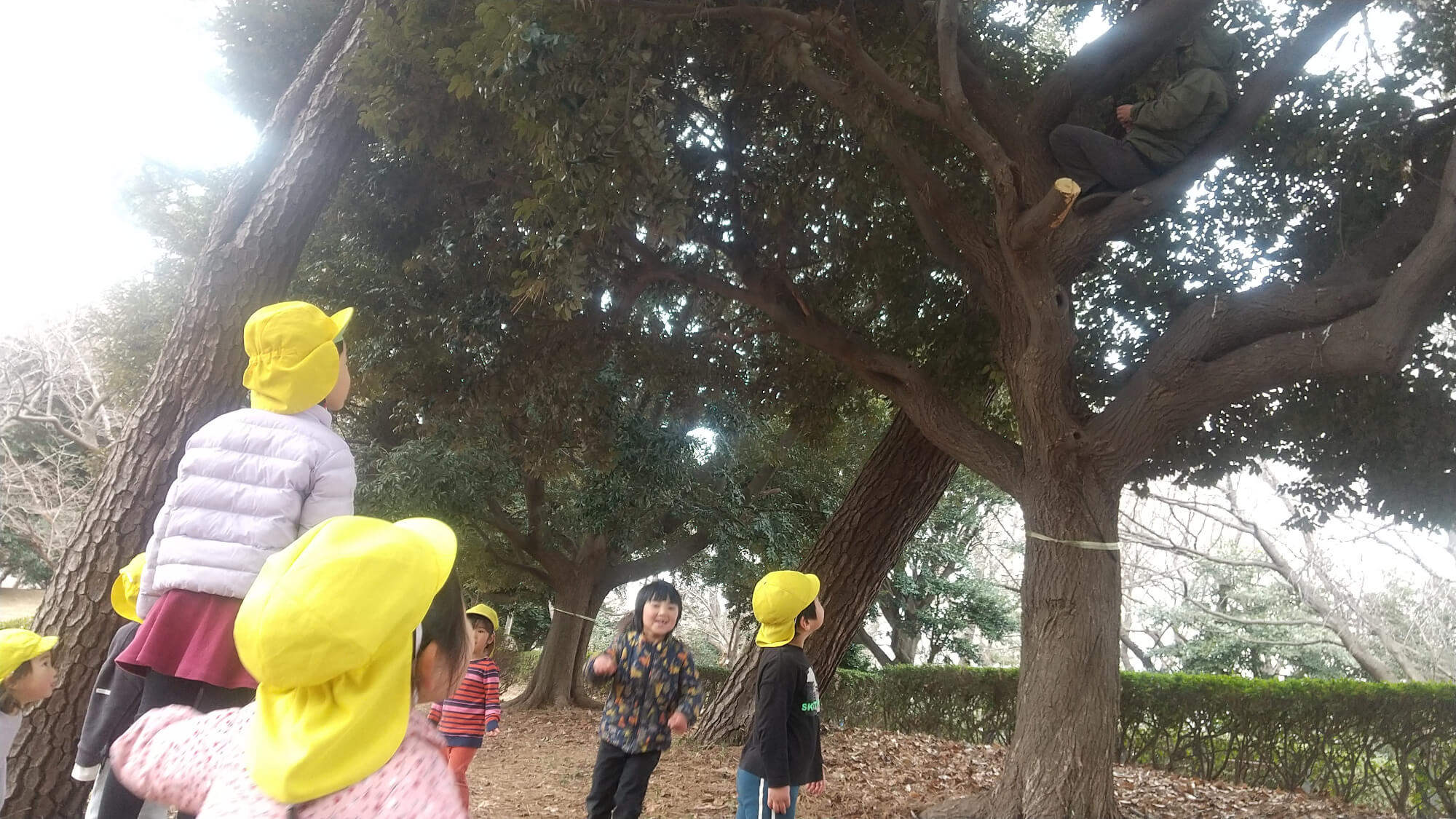木の上に隠れる大人と見上げる子どもたち