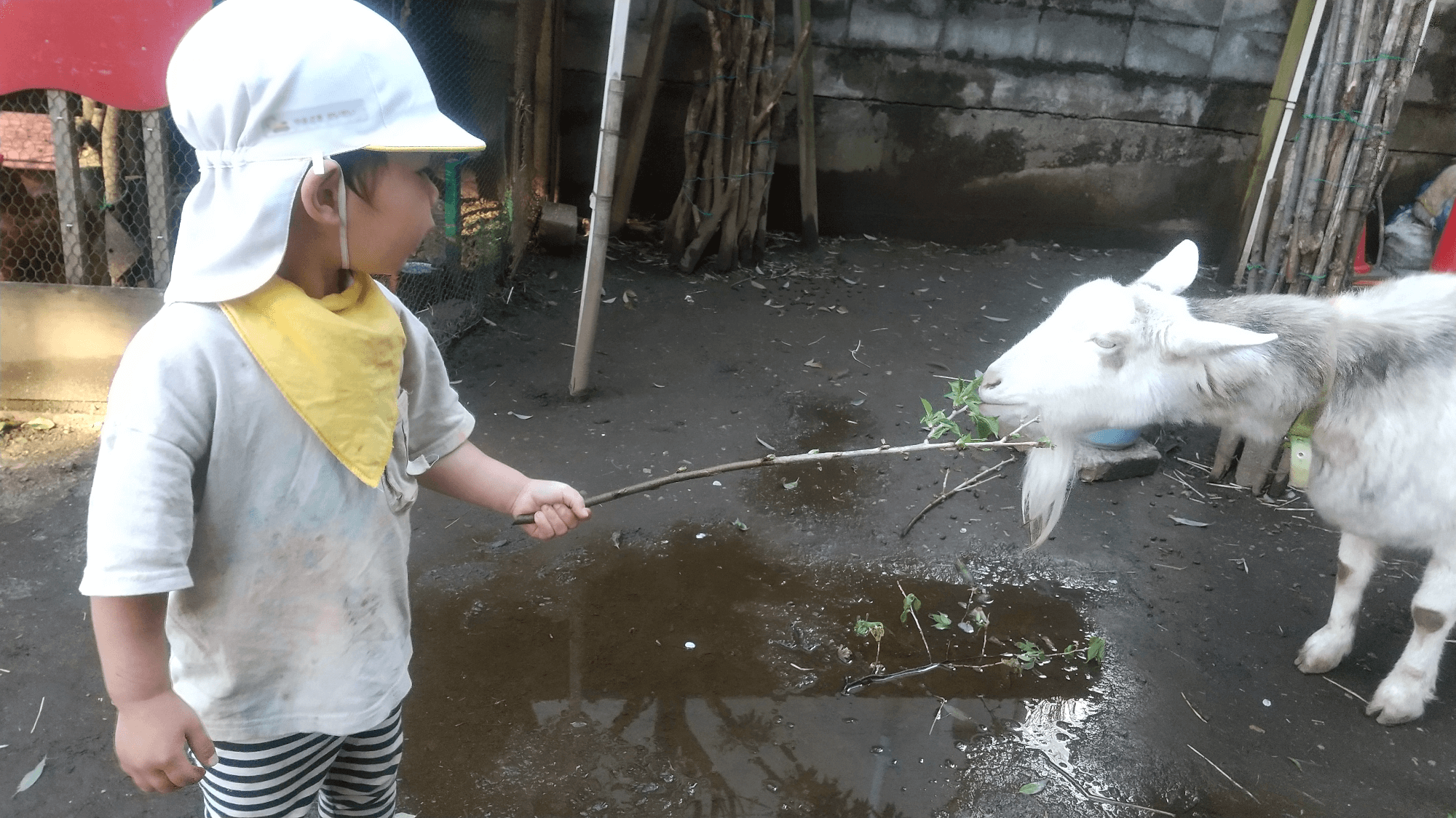 ヤギに餌をあげる子ども