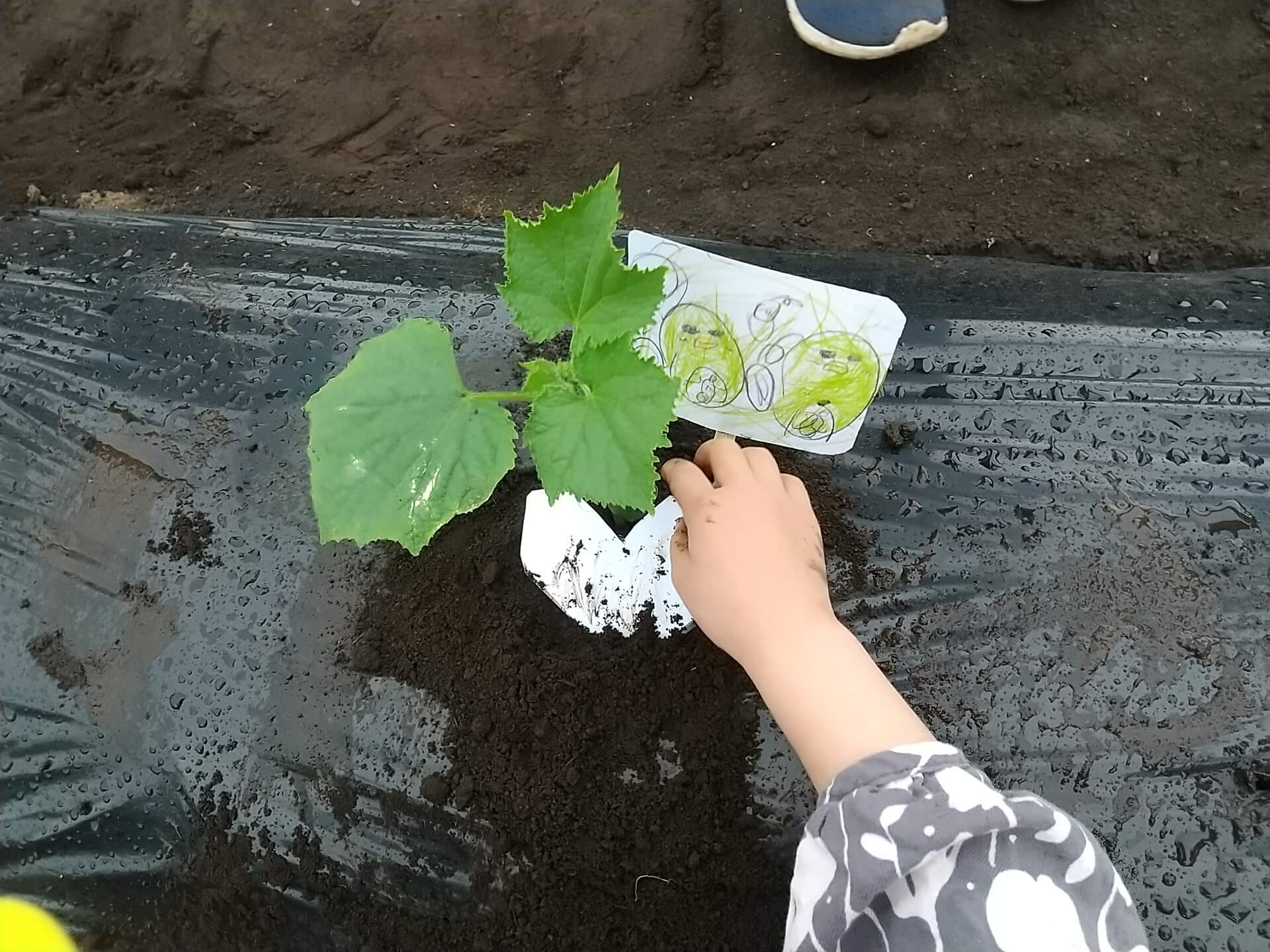 苗を植える子ども