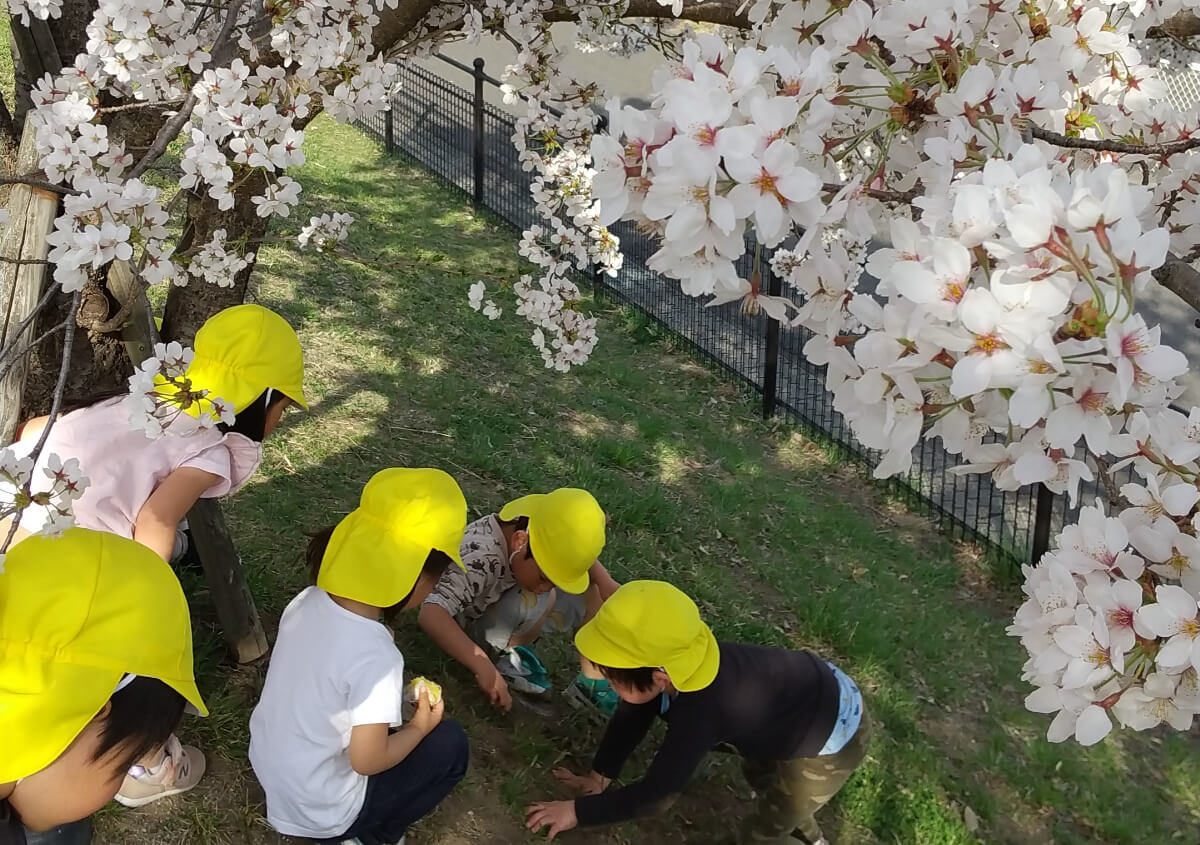 桜の花びらを集める子どもたち