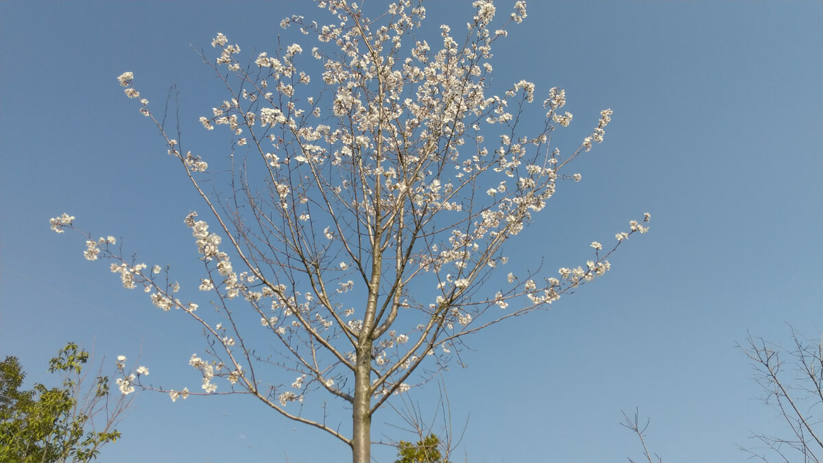 園庭の桜の木