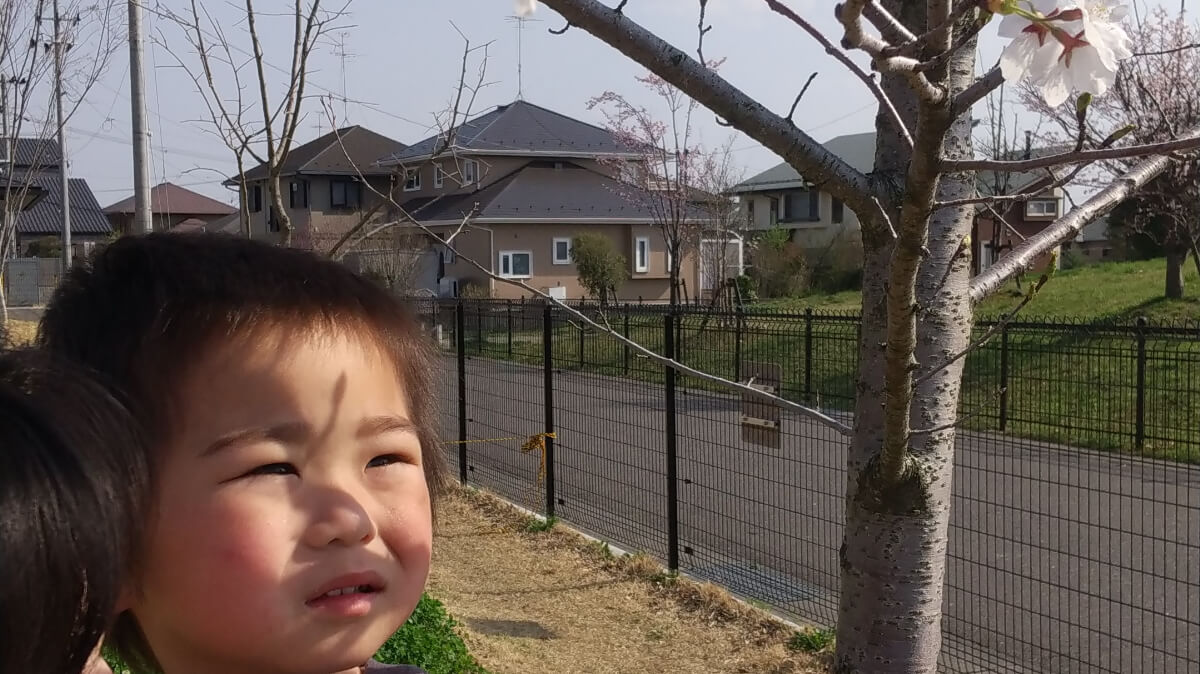 桜の木を見つめる子ども