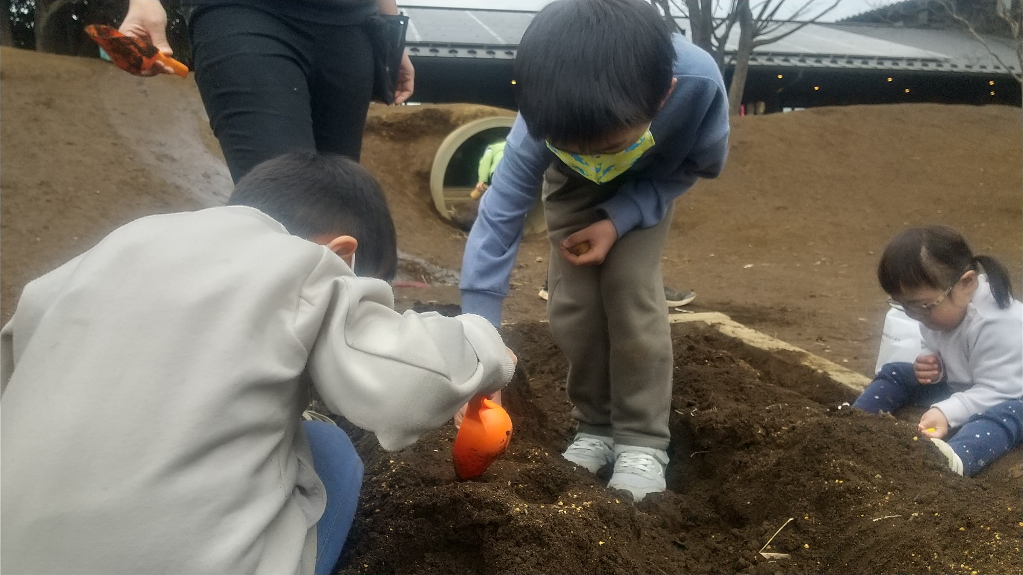 畑に種芋を植える子どもたち