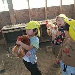 鶏を抱く園児たち