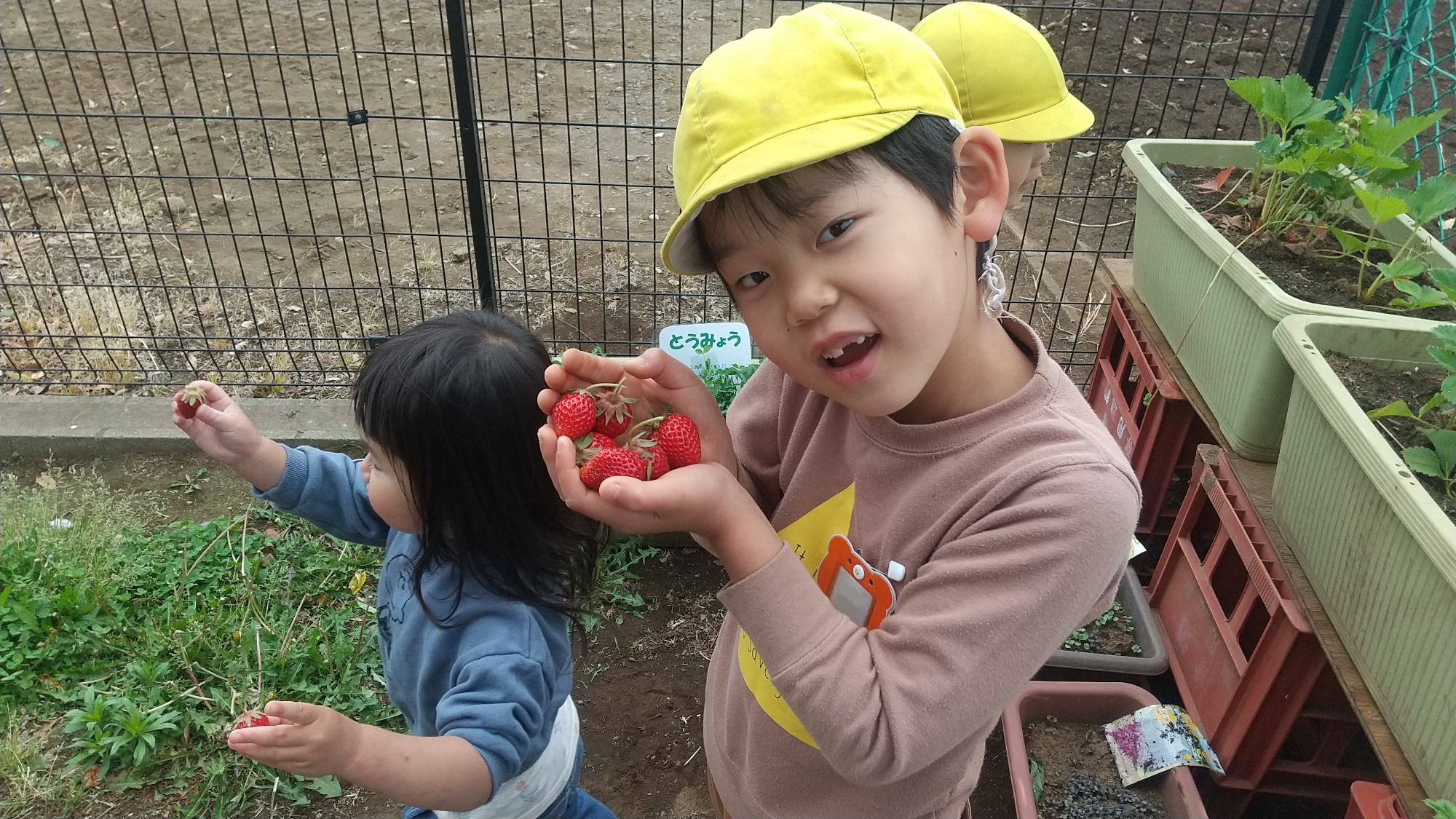 育てたイチゴを収穫する子どもたち