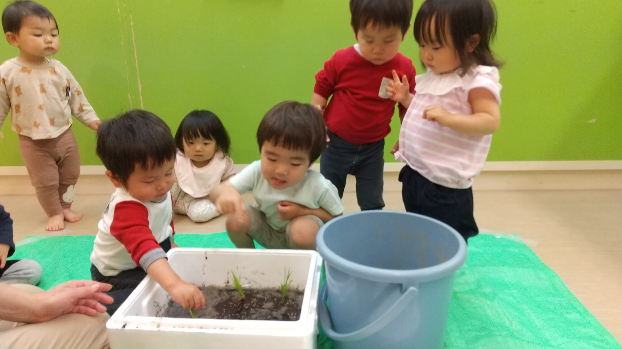 発泡スチロールの容器に稲を植える子どもたち