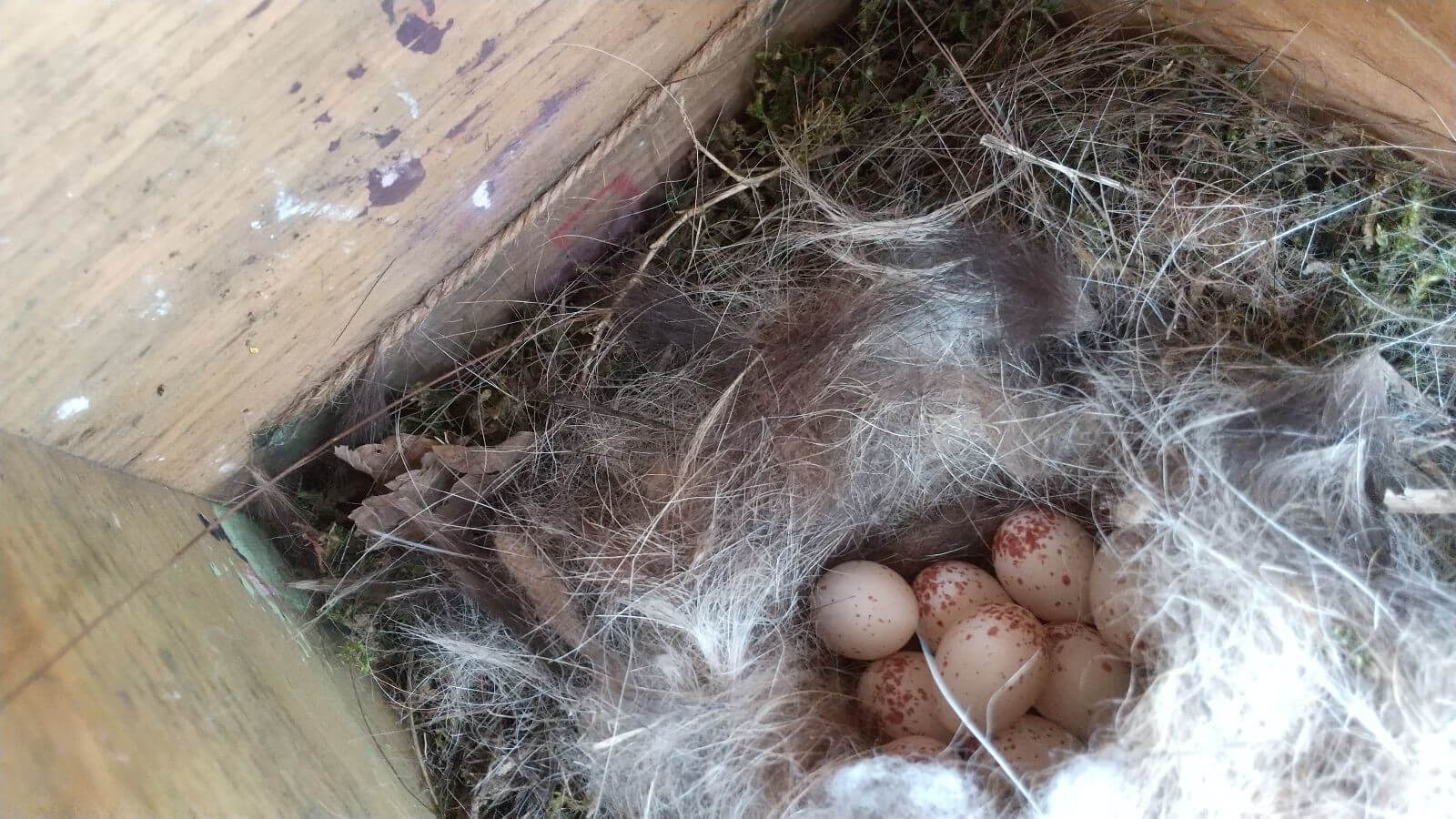 巣箱の中にある鳥の卵