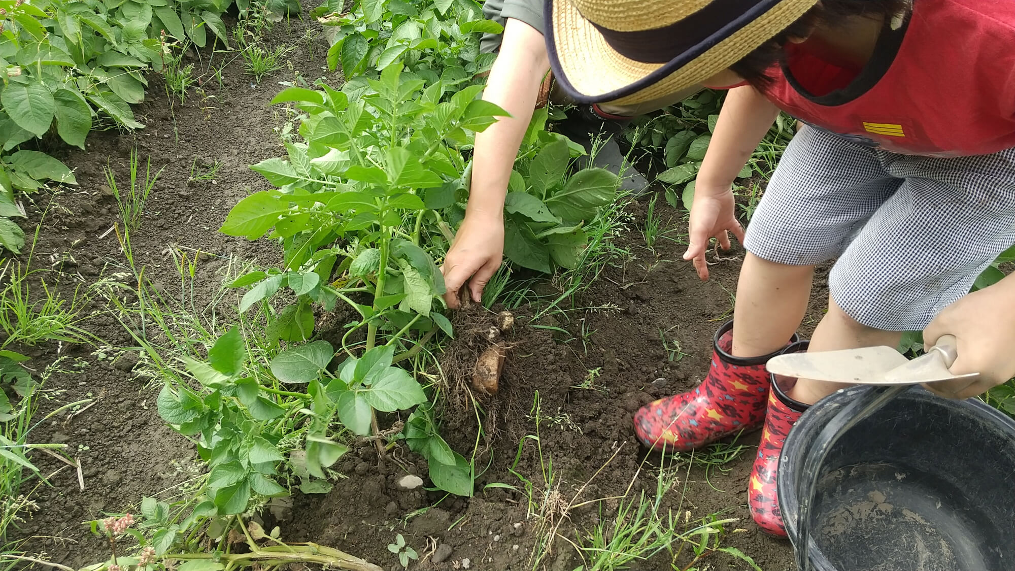 ジャガイモを収穫する子どもたち