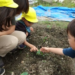 子ども発達支援センターつむぎ 浦和美園「畑には『気になる・不思議』がいっぱい」
