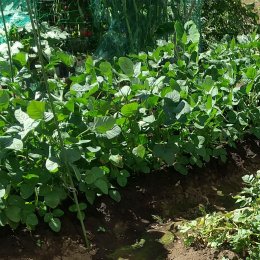発達支援つむぎ 荻窪ルーム「枝豆収穫と造形あそび　体験学習」