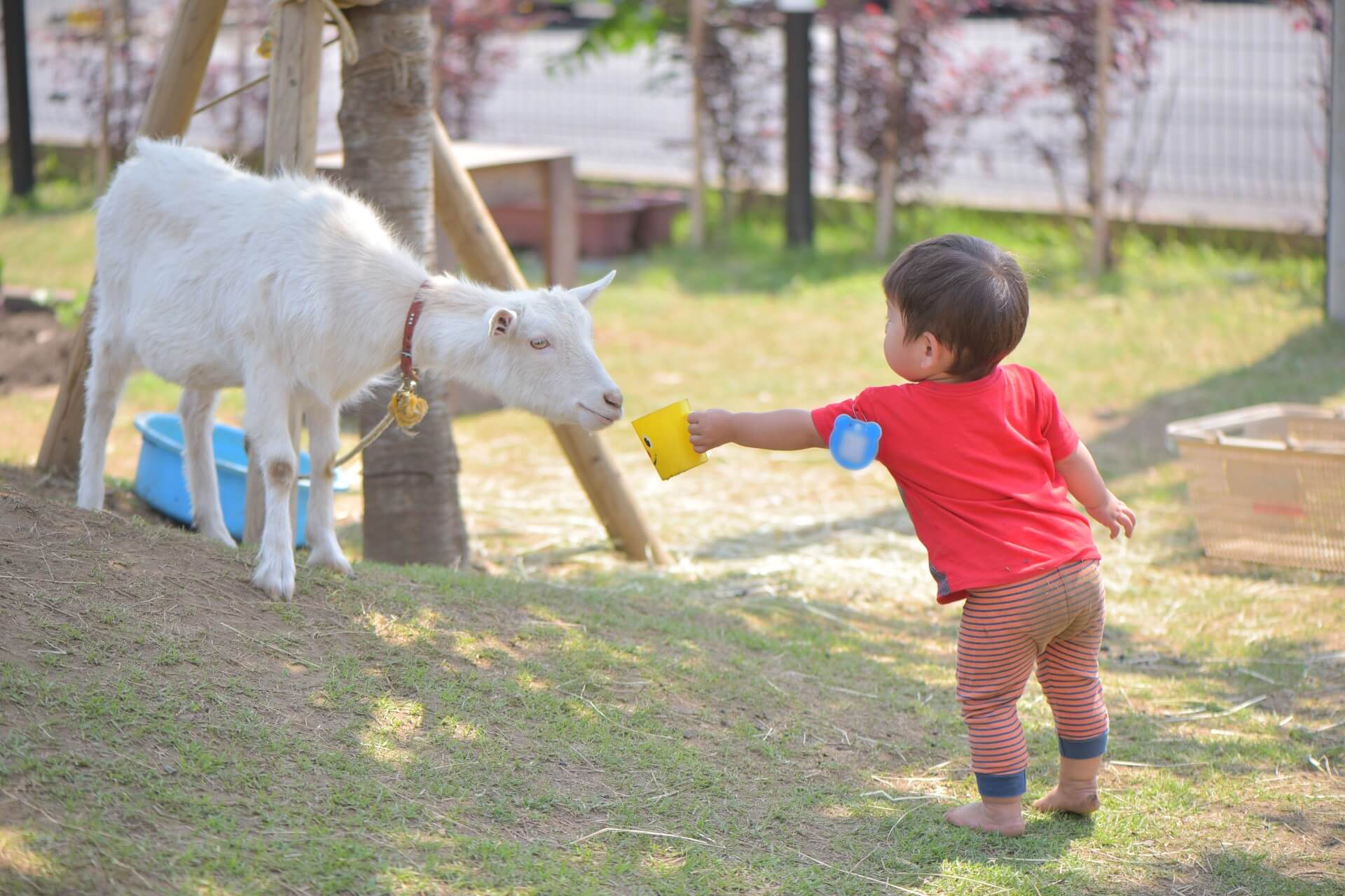 ヤギと触れ合う子ども