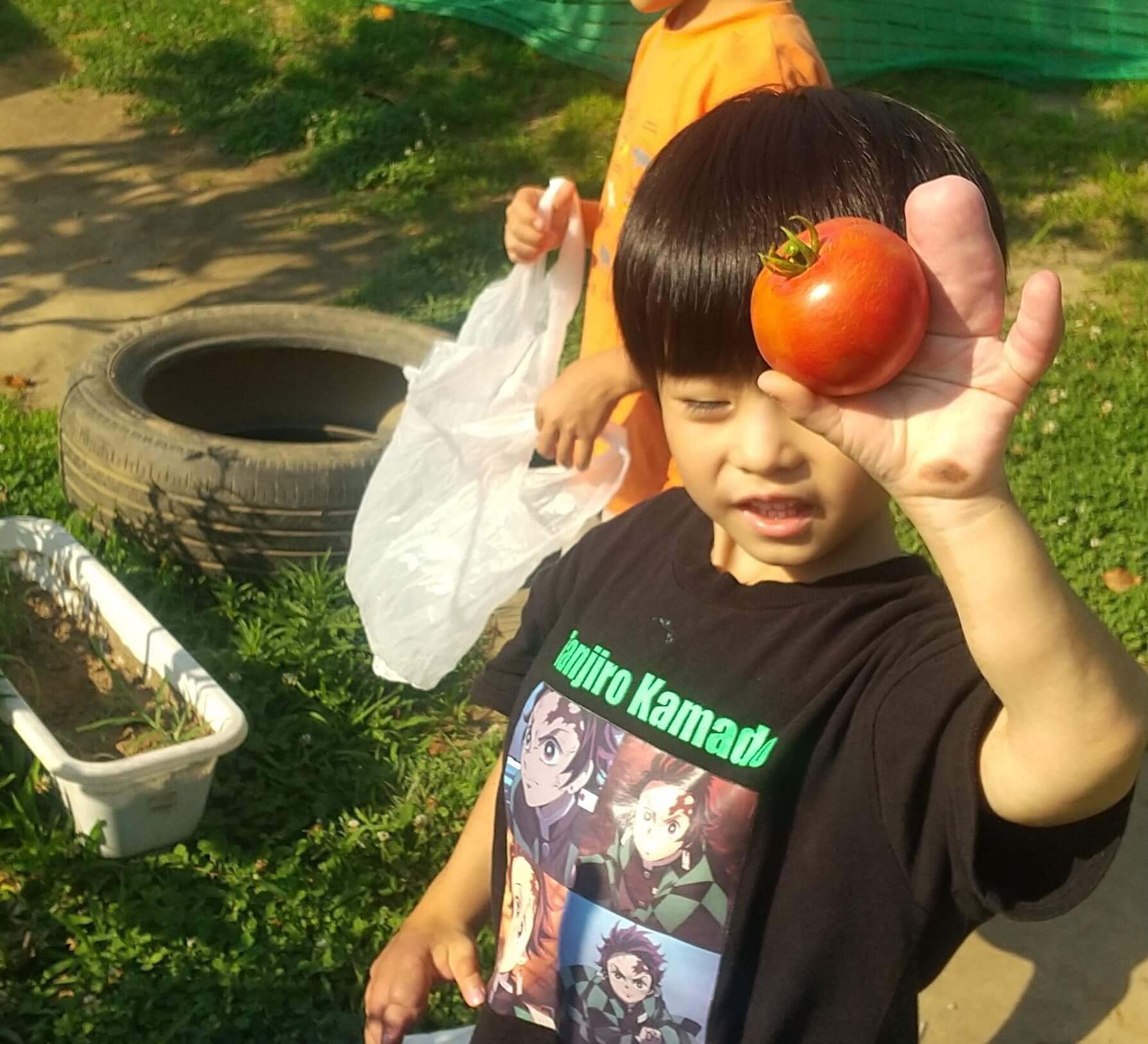 育てたトマトを収穫する子ども