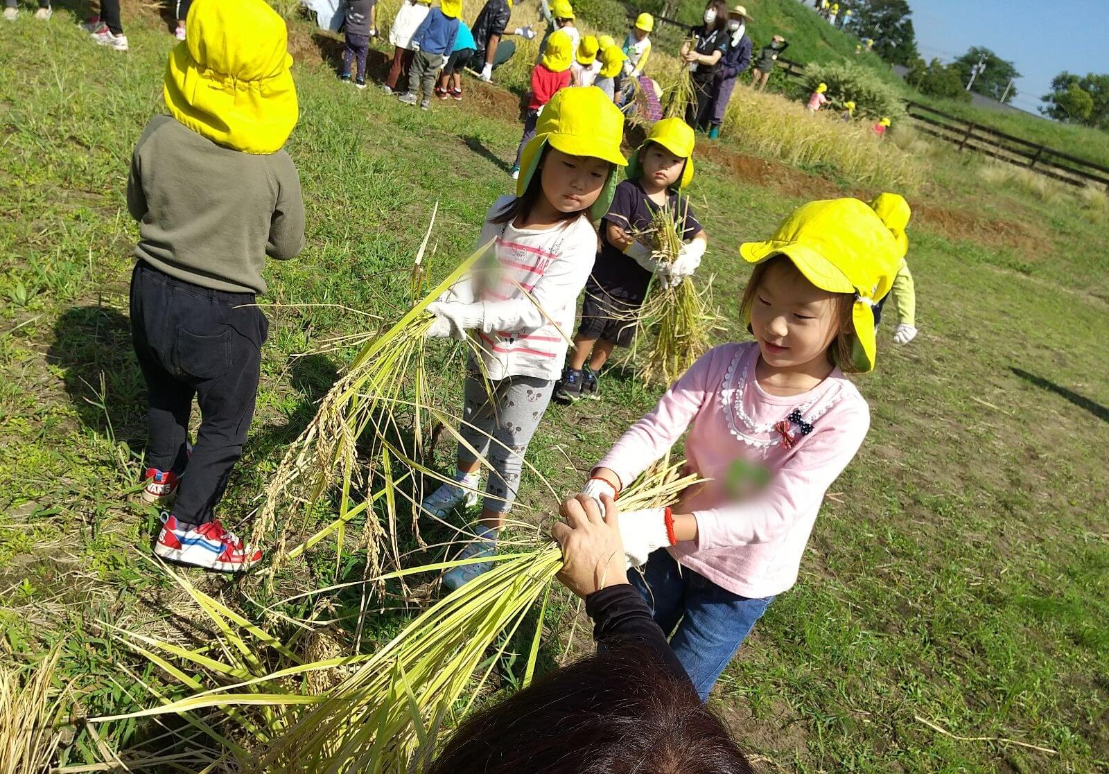 刈った稲を運ぶ子どもたち