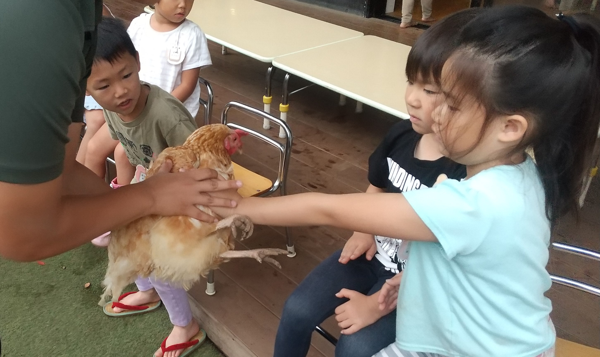 生きた鶏を触る子どもたち