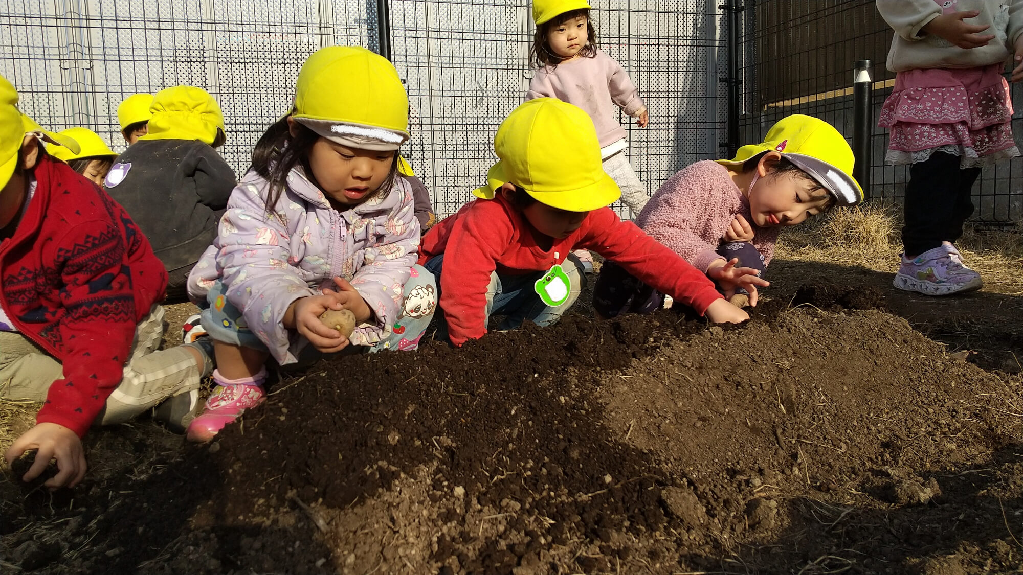 種芋を植える子どもたち
