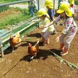 メリー★ポピンズ 東武練馬「朝霞どろんこ保育園で畑仕事と動物とのふれあい」