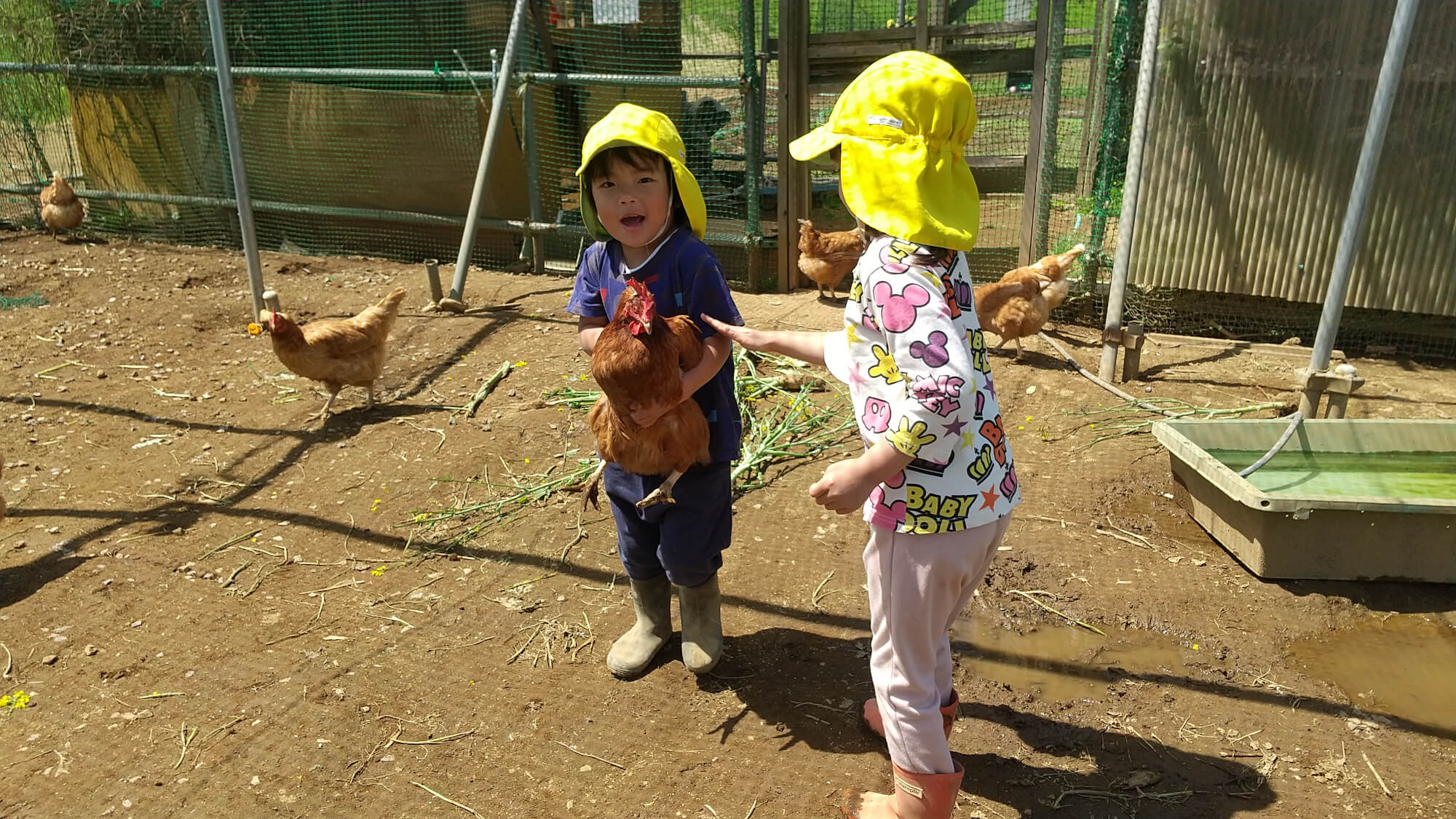 鶏が抱っこできてうれしそうな子子どもたち