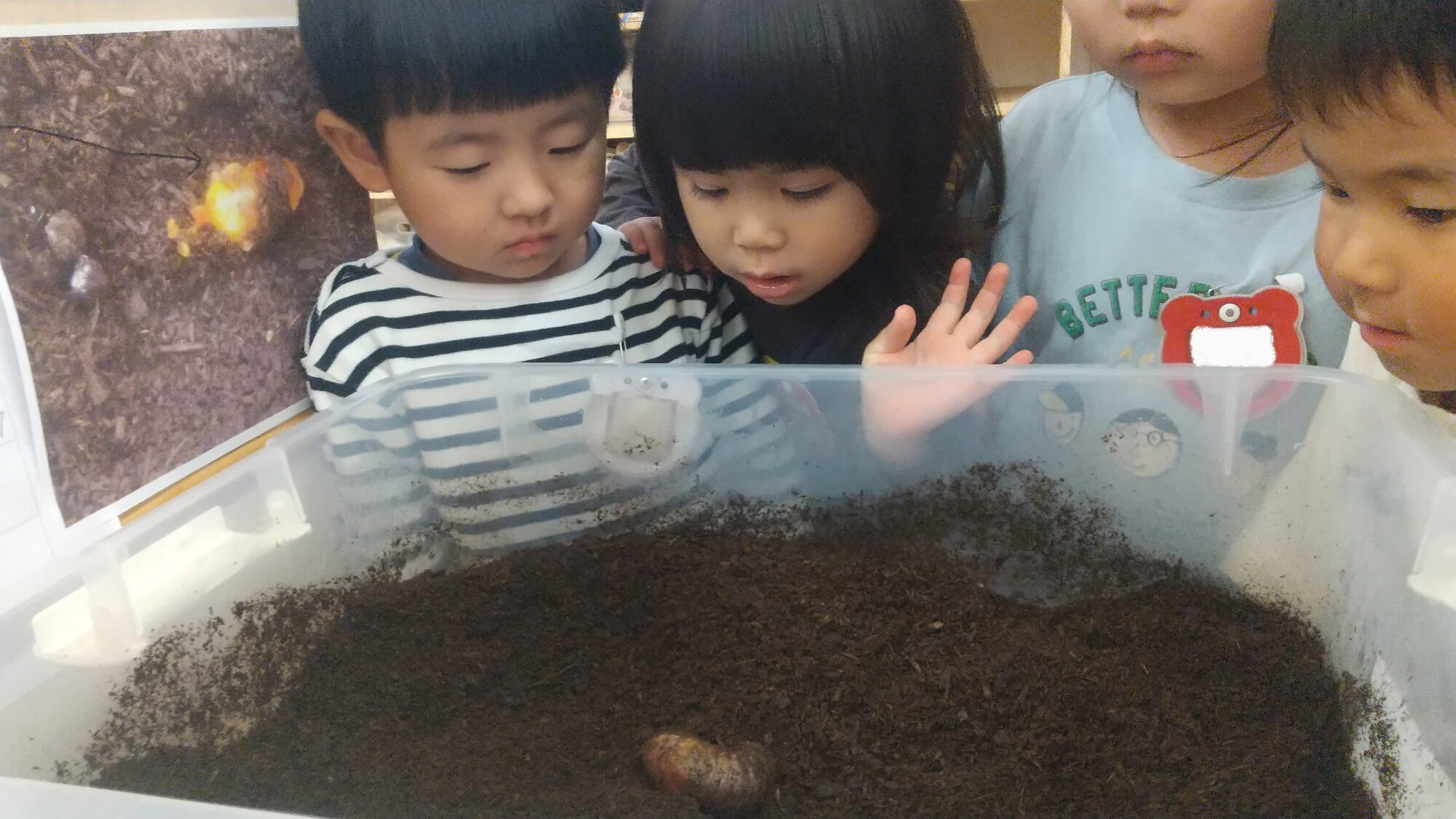 カブトムシを観察する子どもたち