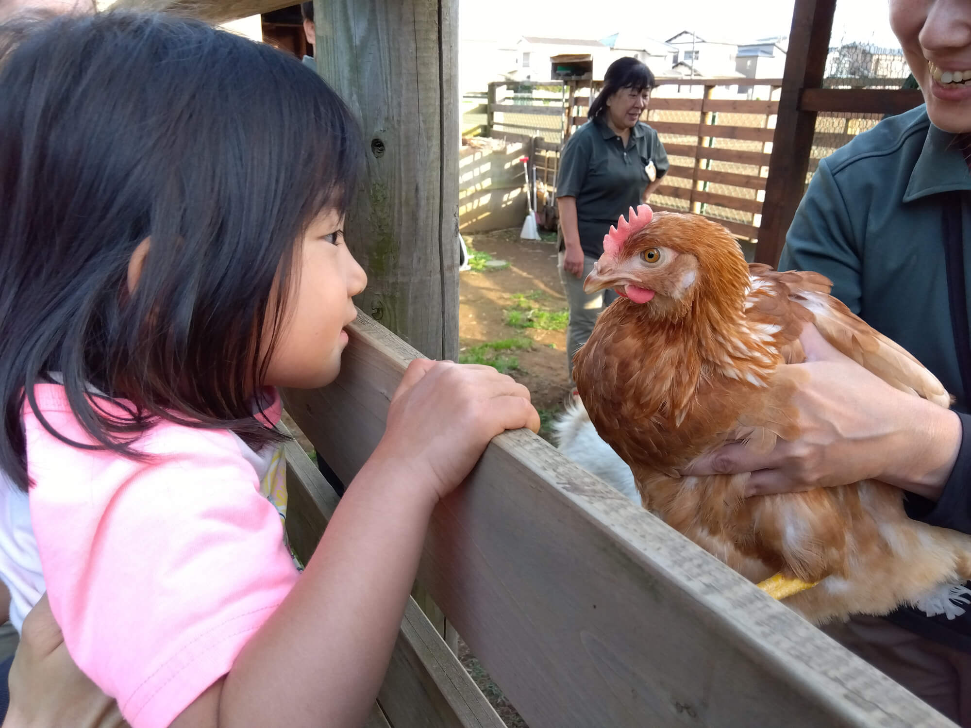 鶏を間近で見る子ども