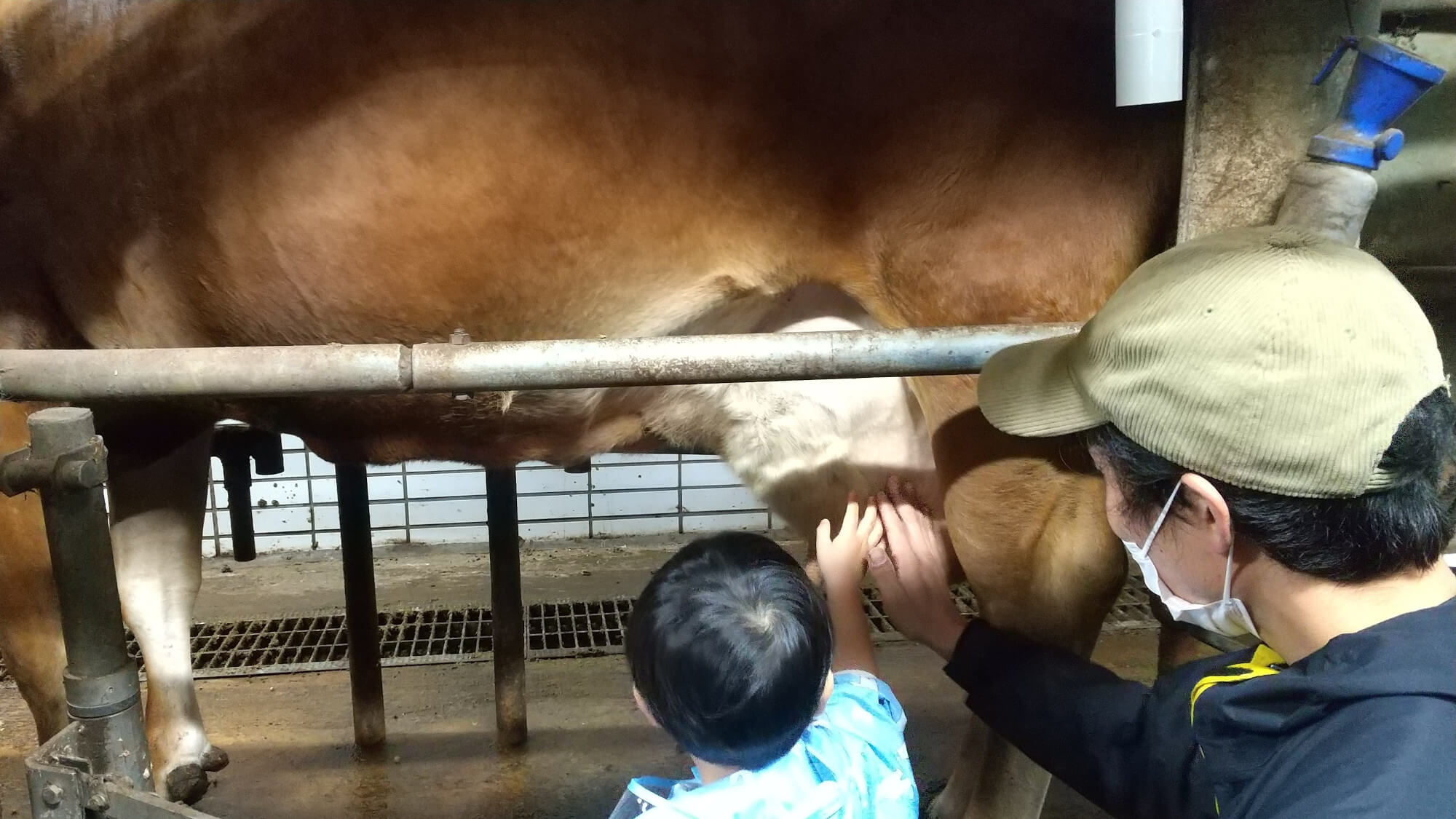 牛の乳しぼり体験をする子ども