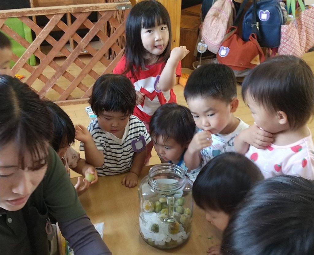 氷砂糖を梅の瓶に入れる子どもたち