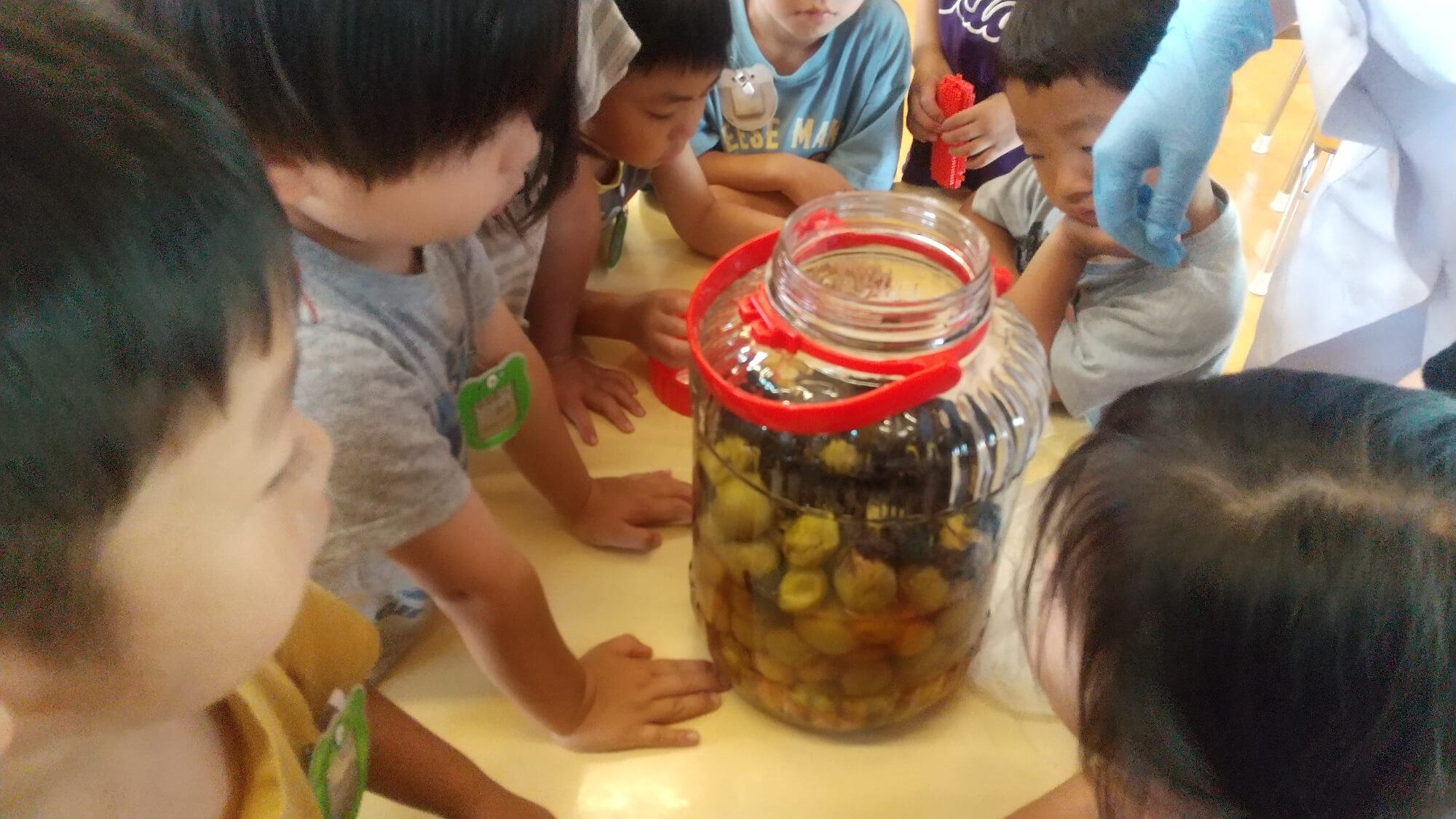 梅干し瓶を眺める子どもたち