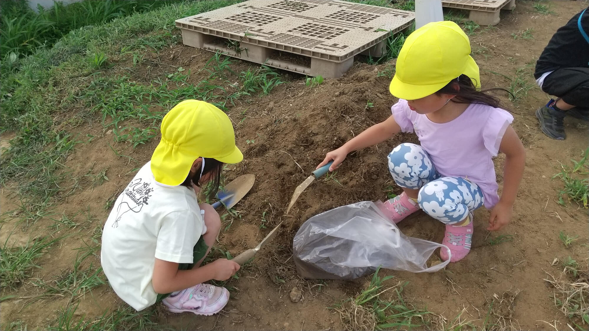 畑で土を集める子どもたち