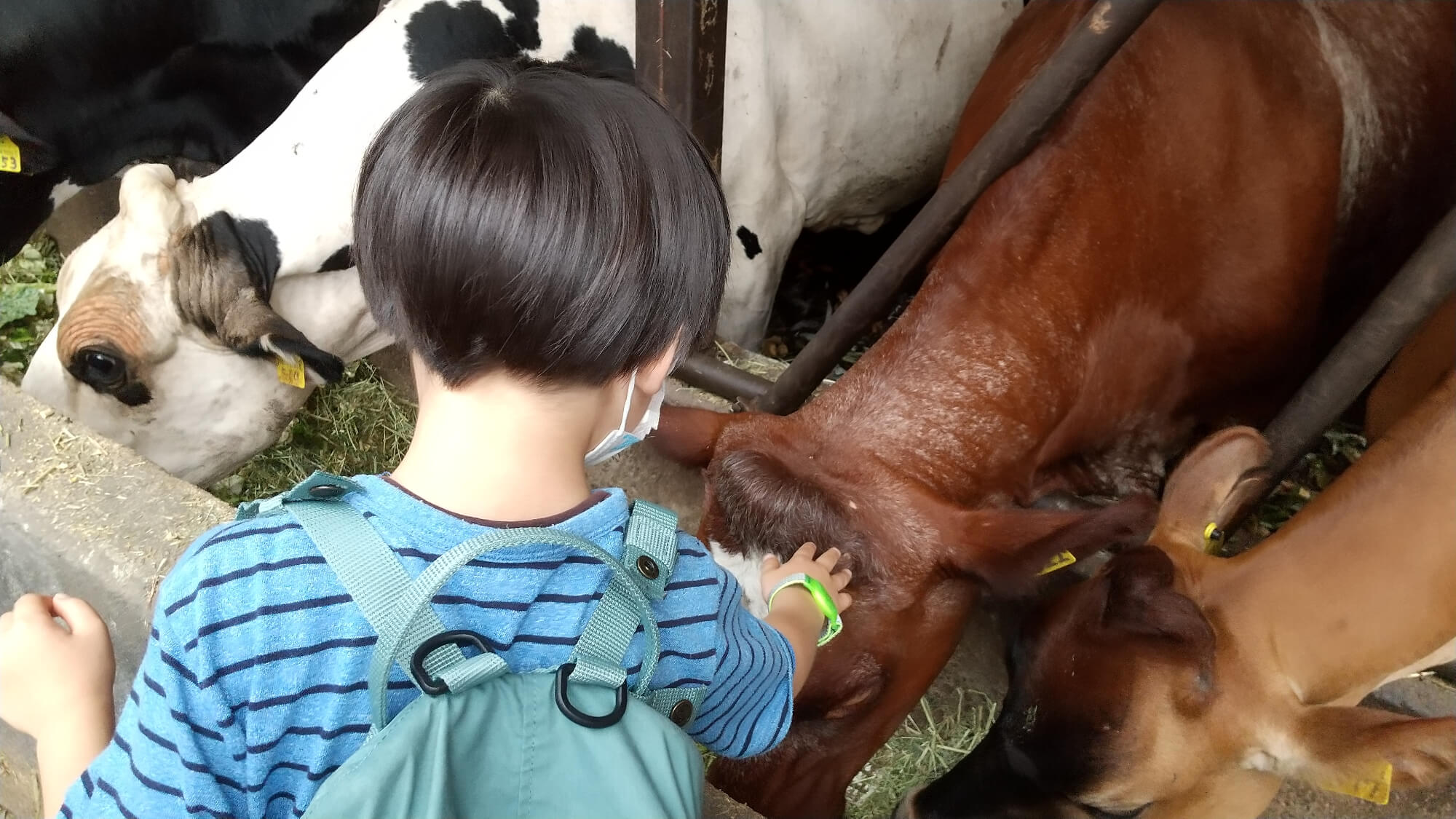 牛を撫でる子ども