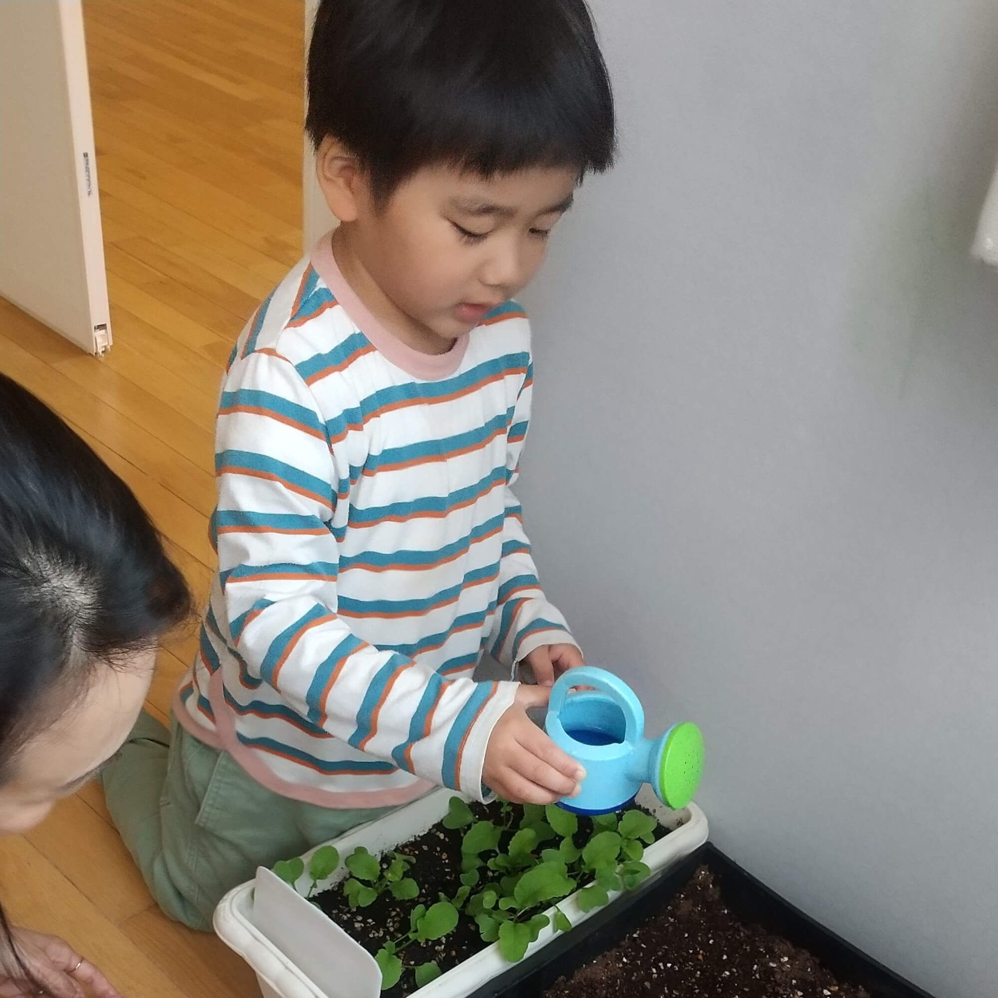 プランターに水やりをする子ども