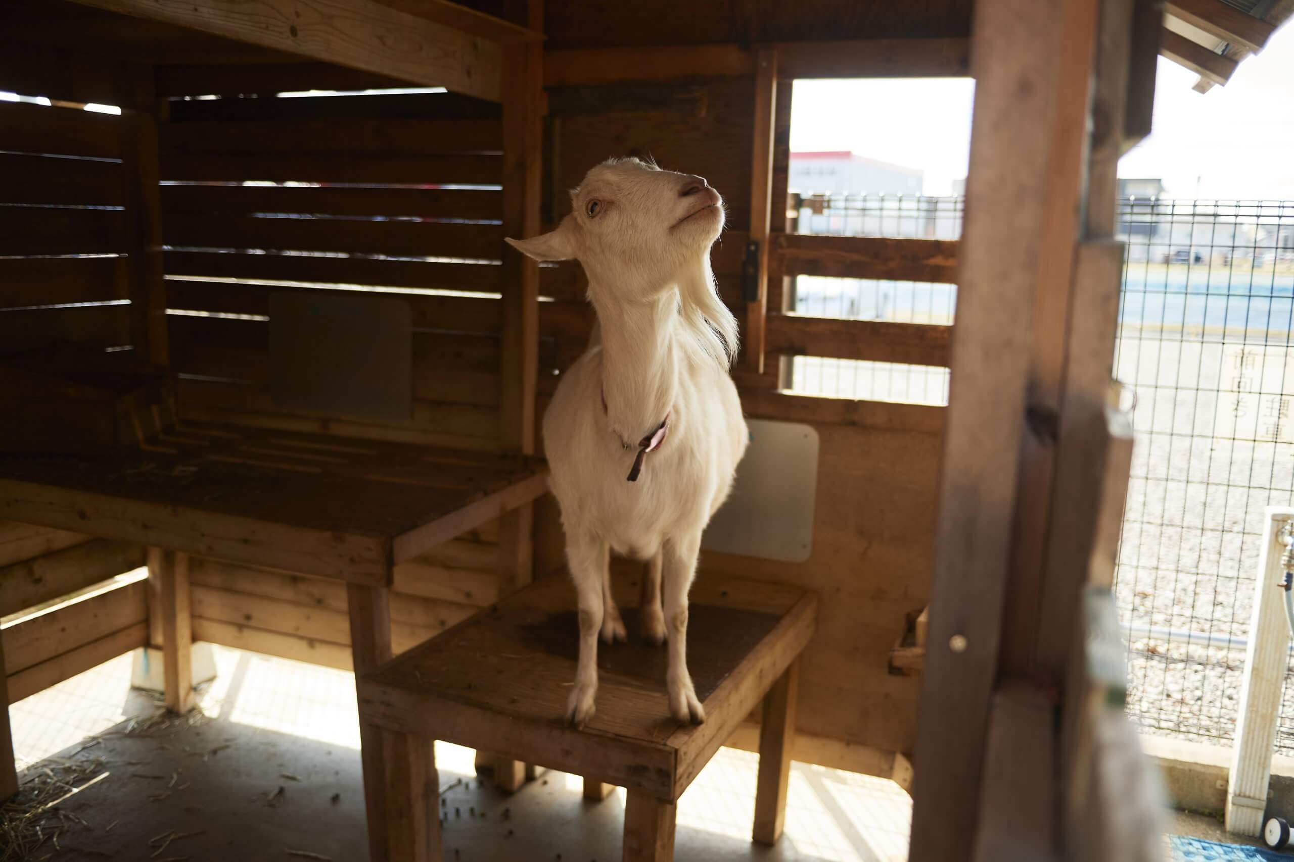 ヤギ小屋の掃除も大切