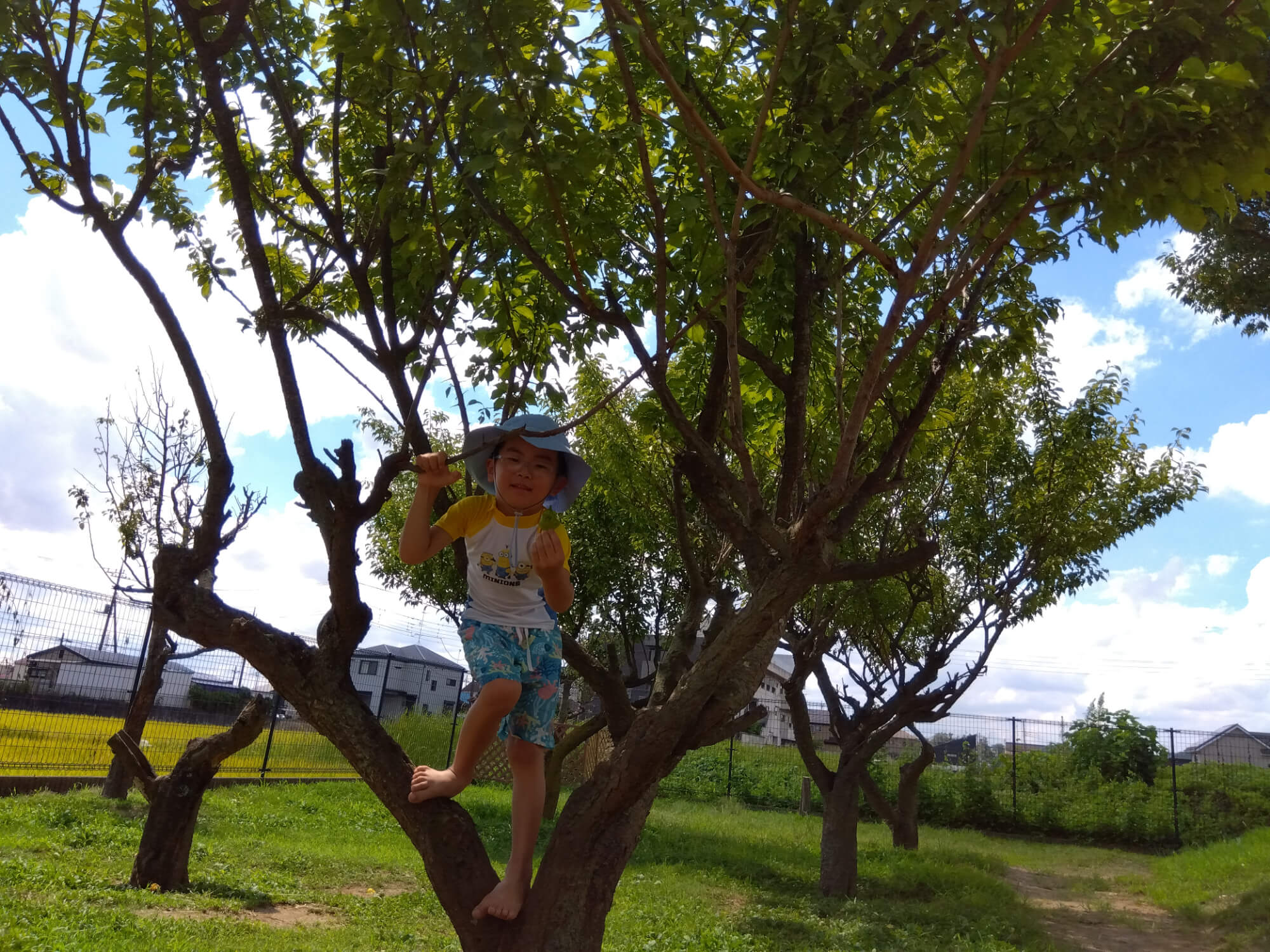 木に登った子ども