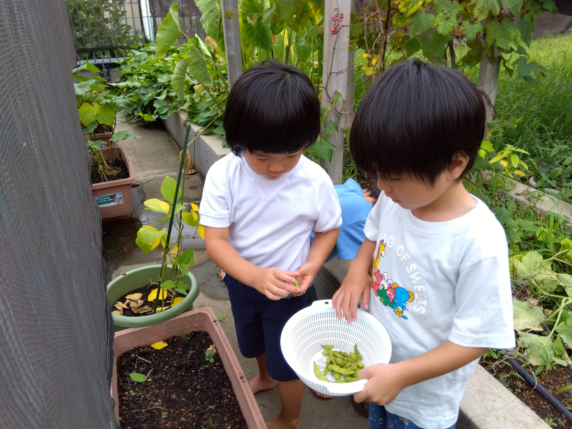 枝豆の収穫をする子どもたち