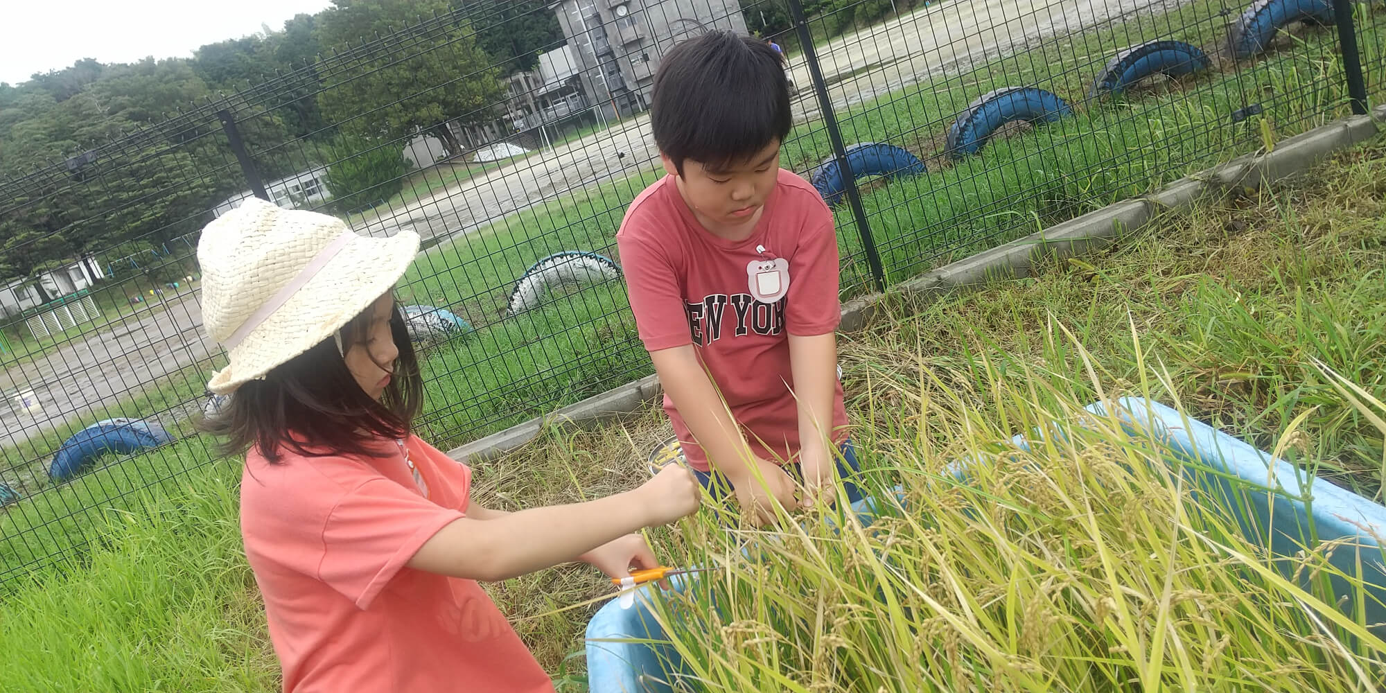 稲刈りをする子どもたち